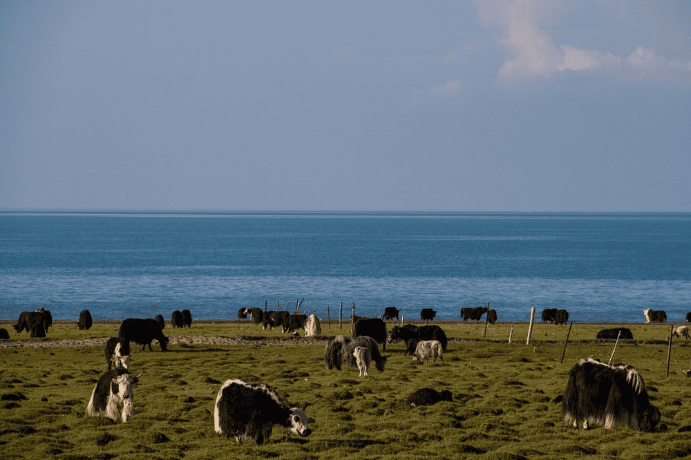 Qinghai Lake, the largest saltwater lake in China, captivates with its turquoise waters and vast grasslands (Source: Pixabay)